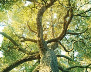 خردورزی محیط زیستی: از درک زیبایی‌ها تا مسئولیت‌پذیری