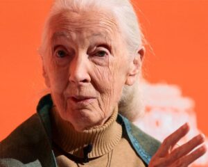 جین گودال، زنی که با امیدش جهان را دگرگون کرد